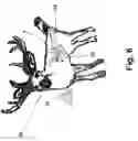 Fig. 07 - Rear mounted penetration limiter for bow-fired projectiles
