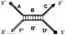 Fig. 08 - Hybridization method