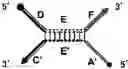 Fig. 09 - Hybridization method