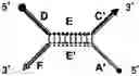 Fig. 10 - Hybridization method