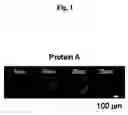 Fig. 02 - Method of Immobilizing Protein, Protein Chip, Method of Immobilizing Cell and Cell Chip