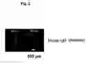 Fig. 03 - Method of Immobilizing Protein, Protein Chip, Method of Immobilizing Cell and Cell Chip