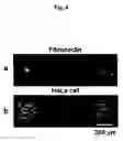 Fig. 09 - Method of Immobilizing Protein, Protein Chip, Method of Immobilizing Cell and Cell Chip