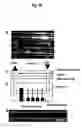 Fig. 11 - Method of Immobilizing Protein, Protein Chip, Method of Immobilizing Cell and Cell Chip