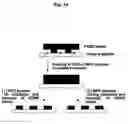 Fig. 15 - Method of Immobilizing Protein, Protein Chip, Method of Immobilizing Cell and Cell Chip