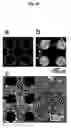 Fig. 16 - Method of Immobilizing Protein, Protein Chip, Method of Immobilizing Cell and Cell Chip