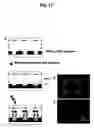 Fig. 18 - Method of Immobilizing Protein, Protein Chip, Method of Immobilizing Cell and Cell Chip