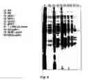 Fig. 09 - Method of purification of hydrophobic proteins