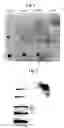 Fig. 02 - TREATMENT OF MUCUS HYPERSECRETION