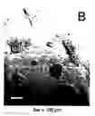 Fig. 01 - Peptides and their utility in modulation of behavior of cells expressing α3β1 integrins