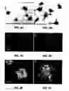 Fig. 08 - Peptides and their utility in modulation of behavior of cells expressing α3β1 integrins