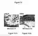 Fig. 13 - CHEC-7 a novel sPLA2 inhibitor