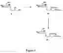 Fig. 04 - Synthetic molecules having immune activity