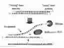 Fig. 01 - Modified Short Interfering Rna (Modified Sirna)