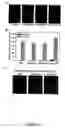 Fig. 02 - MGAL:  A GAL Gene Switch-Based Suite of Methods for Protein Analyses and Protein Expression in Multicellular Organisms and Cells Therefrom