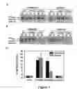 Fig. 04 - MGAL:  A GAL Gene Switch-Based Suite of Methods for Protein Analyses and Protein Expression in Multicellular Organisms and Cells Therefrom