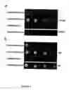 Fig. 05 - MGAL:  A GAL Gene Switch-Based Suite of Methods for Protein Analyses and Protein Expression in Multicellular Organisms and Cells Therefrom