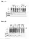 Fig. 04 - Modulation of Inflammation Through Modulation of Elavl1/HuR Expression