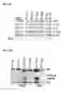 Fig. 06 - Modulation of Inflammation Through Modulation of Elavl1/HuR Expression