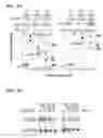 Fig. 07 - Modulation of Inflammation Through Modulation of Elavl1/HuR Expression