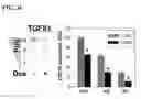 Fig. 08 - Modulation of Inflammation Through Modulation of Elavl1/HuR Expression