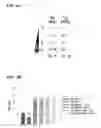 Fig. 12 - Modulation of Inflammation Through Modulation of Elavl1/HuR Expression