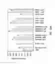 Fig. 34 - Compounds and methods to enhance rAAV transduction