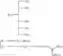 Fig. 43 - Molecular transporters based on sugar and its analogues and processes for the preparation thereof