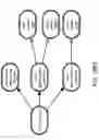 Fig. 112 - Method and Apparatus for Modeling Atherosclerosis