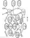 Fig. 166 - Method and Apparatus for Modeling Atherosclerosis