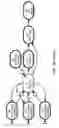 Fig. 32 - Method and Apparatus for Modeling Atherosclerosis