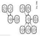 Fig. 91 - Method and Apparatus for Modeling Atherosclerosis