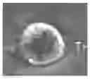 Fig. 01 - ISOLATION AND CHARACTERIZATION OF A SINGLE MITOCHONDRION