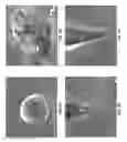 Fig. 04 - ISOLATION AND CHARACTERIZATION OF A SINGLE MITOCHONDRION