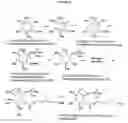 Fig. 06 - Inositol-phosphate derivatives and method of detecting inositol-1-phosphate