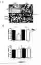 Fig. 14 - Method for correcting a lipid imbalance in a subject