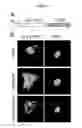 Fig. 06 - Compositions and Methods for Modulating DNA Repair