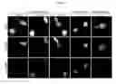 Fig. 08 - Compositions and Methods for Modulating DNA Repair
