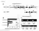 Fig. 02 - Inhibition of Angiogenesis by Mithramycin