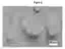 Fig. 03 - HYDROGELS AND HYDROGEL PARTICLES