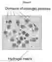 Fig. 10 - HYDROGELS AND HYDROGEL PARTICLES