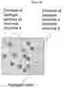 Fig. 11 - HYDROGELS AND HYDROGEL PARTICLES