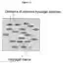Fig. 12 - HYDROGELS AND HYDROGEL PARTICLES