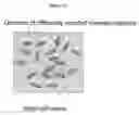 Fig. 13 - HYDROGELS AND HYDROGEL PARTICLES