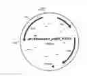 Fig. 02 - Alleles of the PRPD1 gene from coryneform bacteria