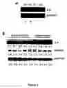Fig. 02 - Modulation of the integrin linked kinase signaling pathway to promote cardiac cell proliferation and self-renewal