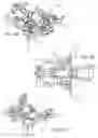 Fig. 07 - Apparatus and method for cutting-free of tender-loin