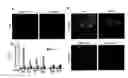 Fig. 02 - Compositions and methods for gene expression