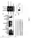 Fig. 04 - Modulators Of NOD2 Signalling