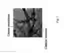 Fig. 02 - Method of preparing carbon nanotube containing electrodes